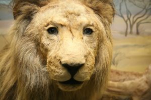 Чучело льва