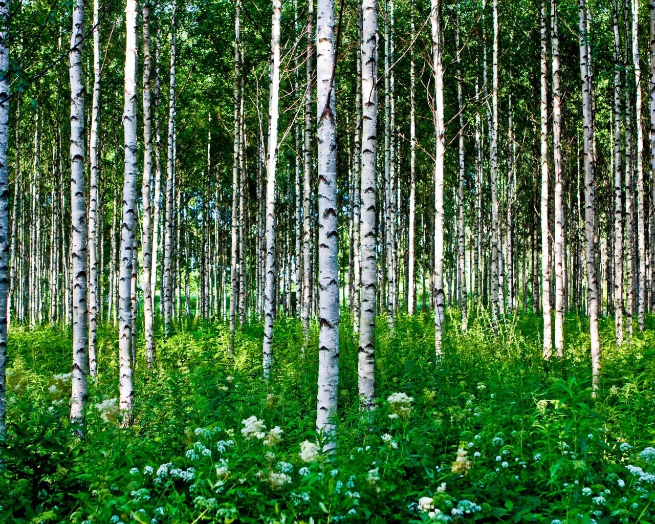 Лес архангельск фото